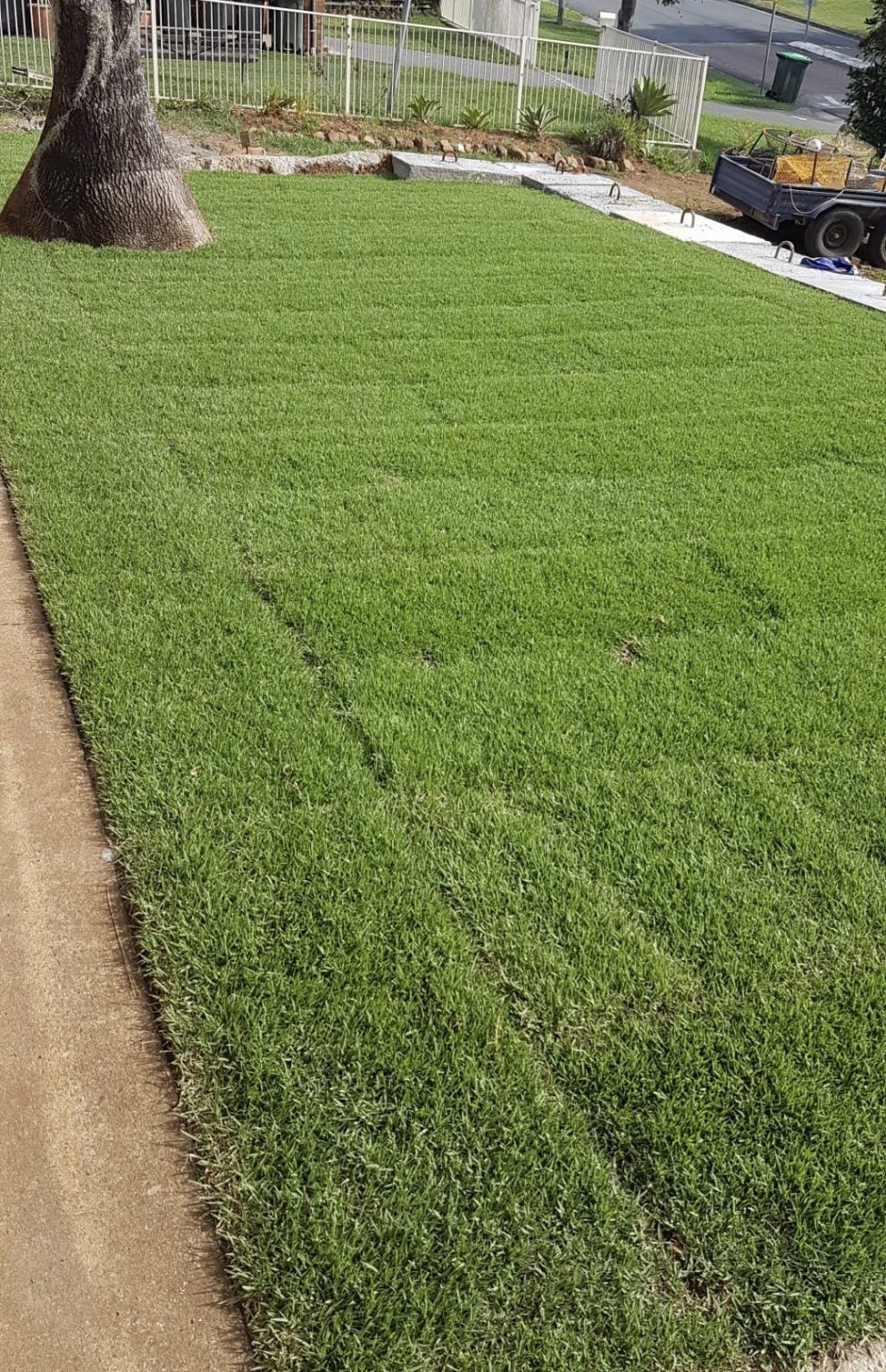 Empire Zoysia