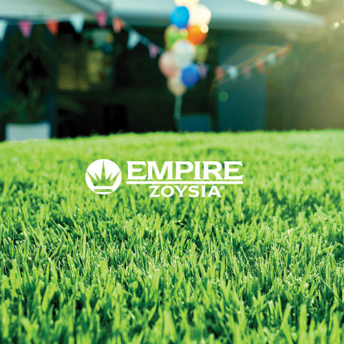 Empire Zoysia